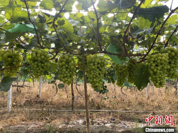 丰硕的“阳光玫瑰”葡萄 王亚鹏 摄