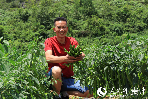 林口镇大地村出产的辣椒鲜嫩翠绿。牟慧松 摄